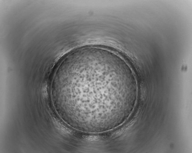 X0000096181497200801251203