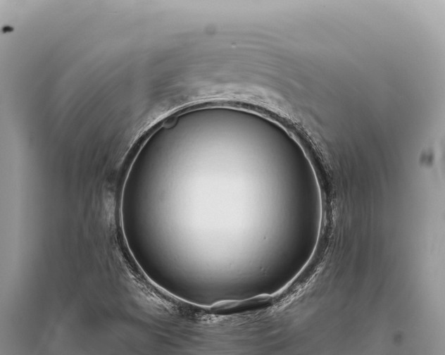X0000096181505200801251203