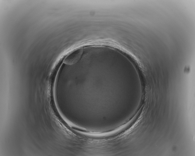 X0000096181506200801251203