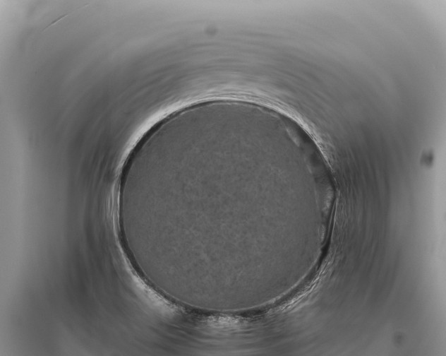 X0000096181515200801251203