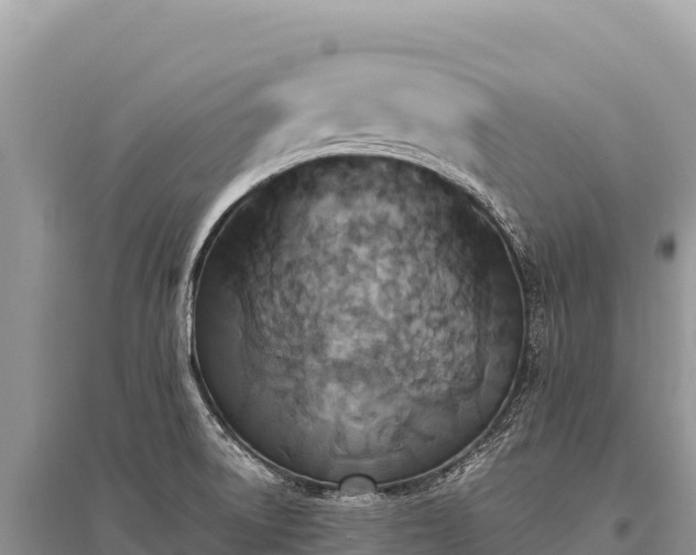 X0000096181522200801251203