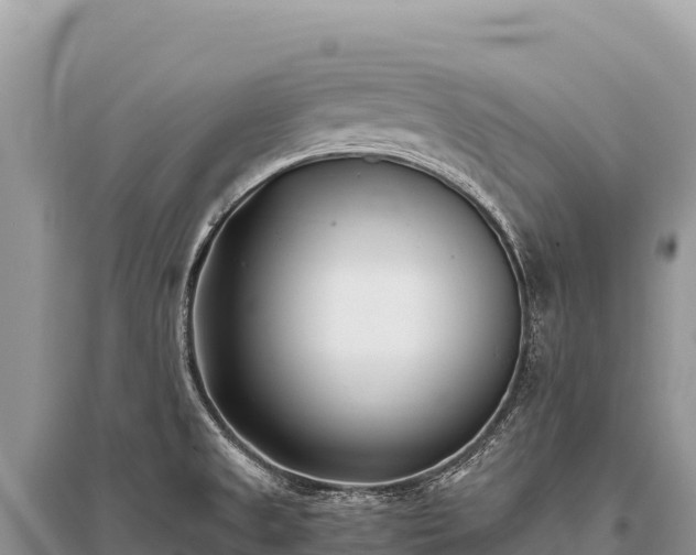 X0000096181525200801251203