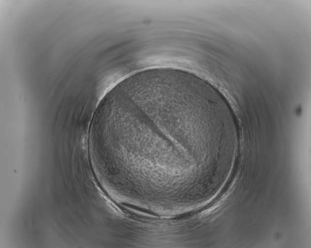 X0000096181529200801251203