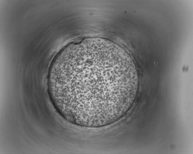 X0000096180002200802011354