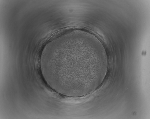 X0000096180029200802011353