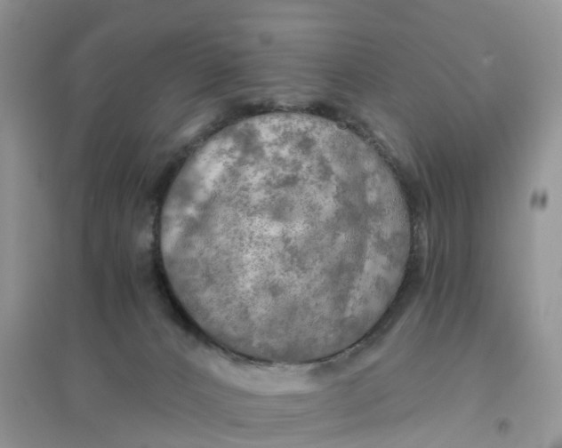 X0000096180032200802011353