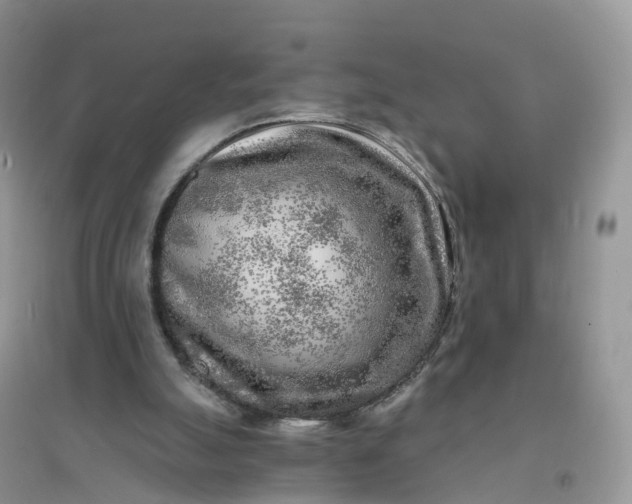 X0000096180055200802011352