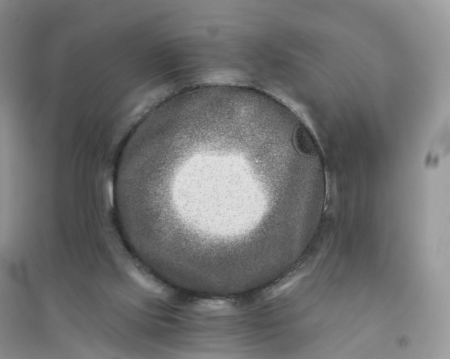 X0000096180061200802011353