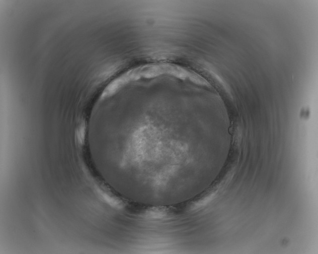 X0000096180076200802011353