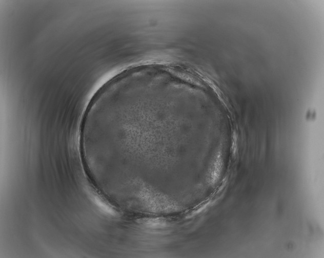 X0000096180100200802011352