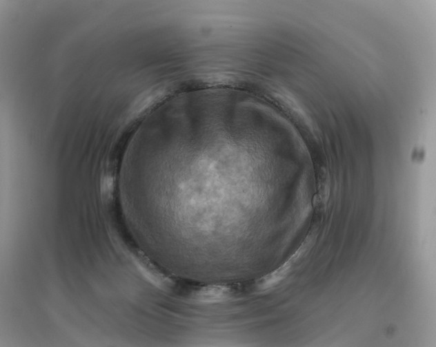 X0000096180124200802011352