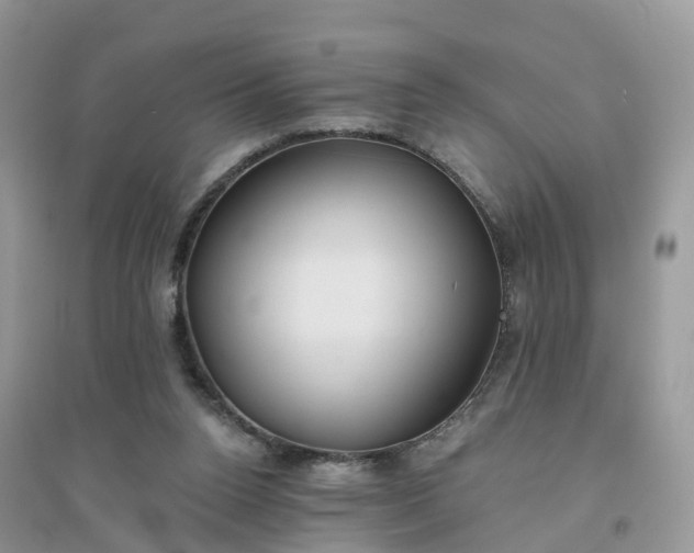 X0000096180160200802011351