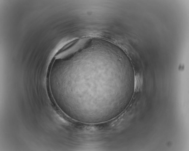 X0000096180195200802011351