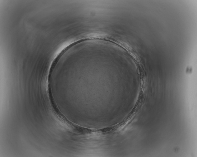 X0000096180196200802011351