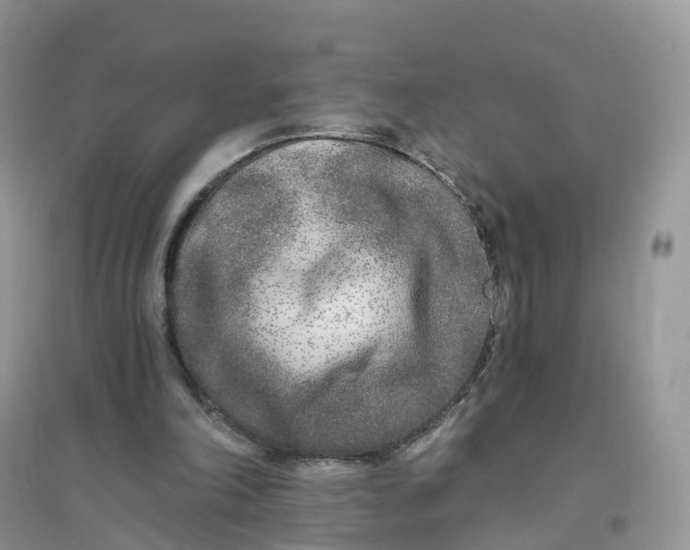 X0000096180198200802011351