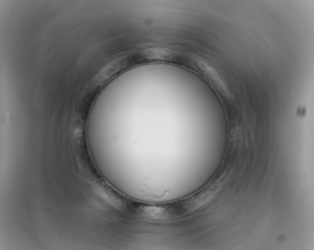 X0000096180265200802011350