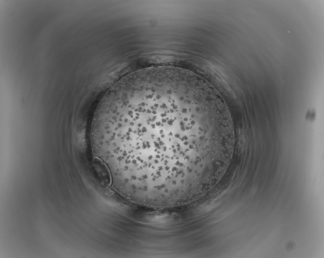 X0000096180267200802011350
