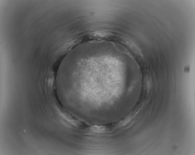 X0000096180328200802011349