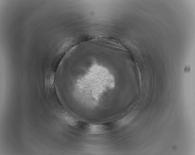 X0000096180336200802011349