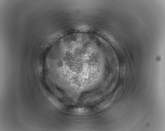 X0000096180365200802011348