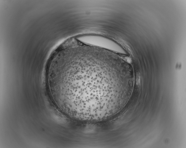 X0000096180388200802011348