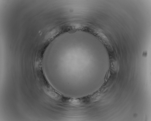 X0000096180419200802011347