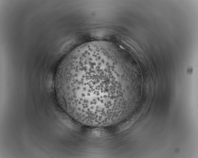 X0000096180420200802011347