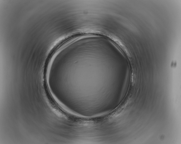 X0000096180438200802011346