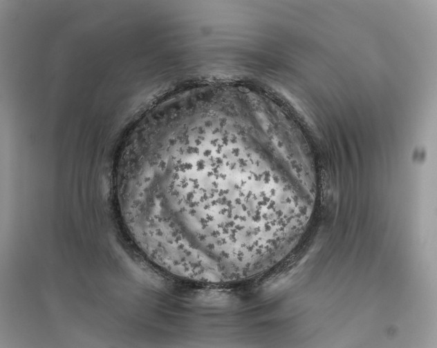 X0000096180451200802011346