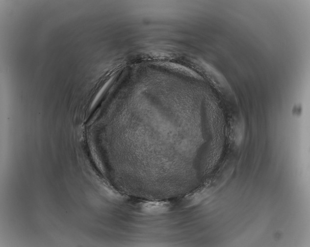 X0000096180465200802011347