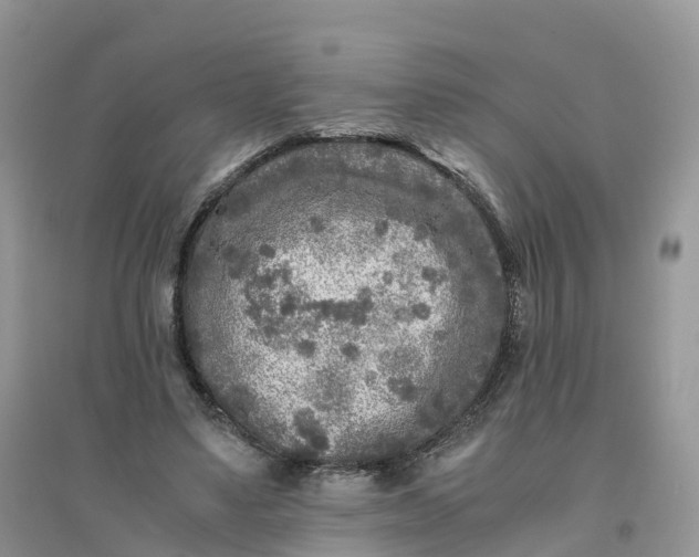 X0000096180491200802011346