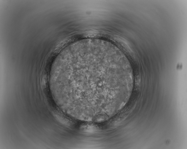 X0000096180503200802011346