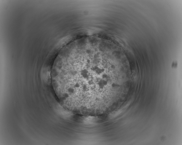 X0000096180527200802011345