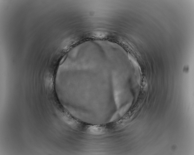 X0000096180568200802011345