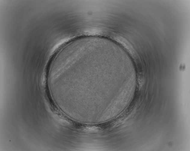 X0000096180583200802011344