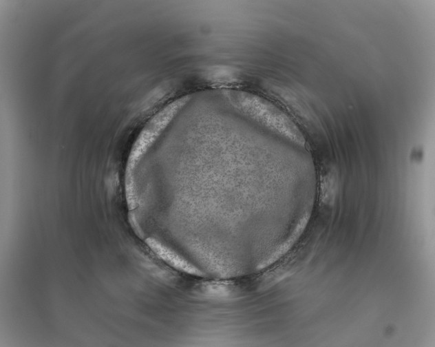 X0000096180618200802011344