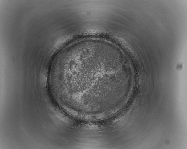 X0000096180640200802011343