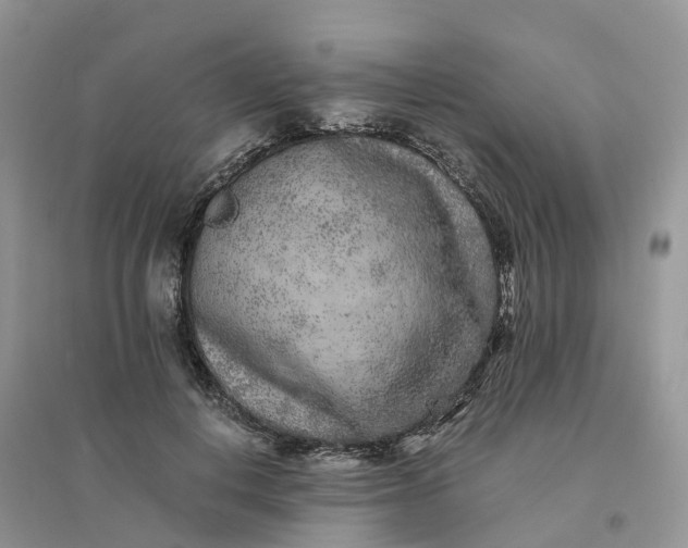 X0000096180648200802011343