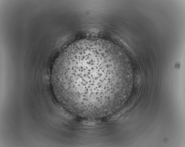 X0000096180661200802011343