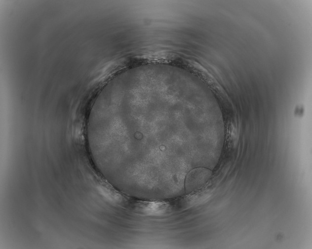 X0000096180663200802011343