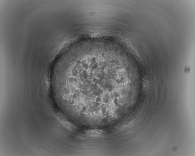 X0000096180691200802011342
