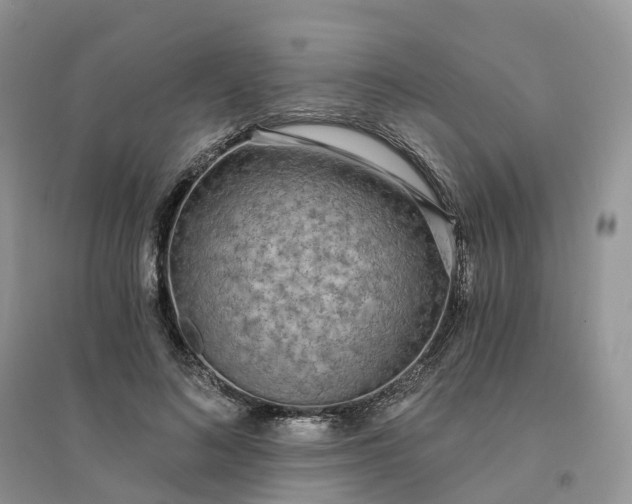 X0000096180692200802011342