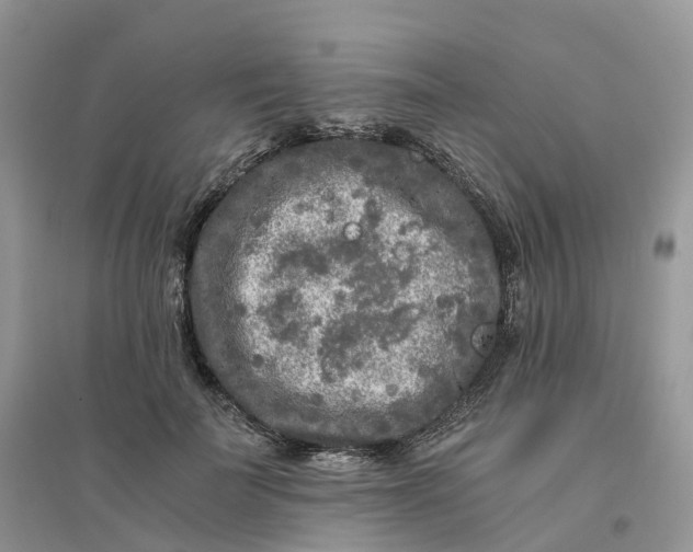 X0000096180699200802011342