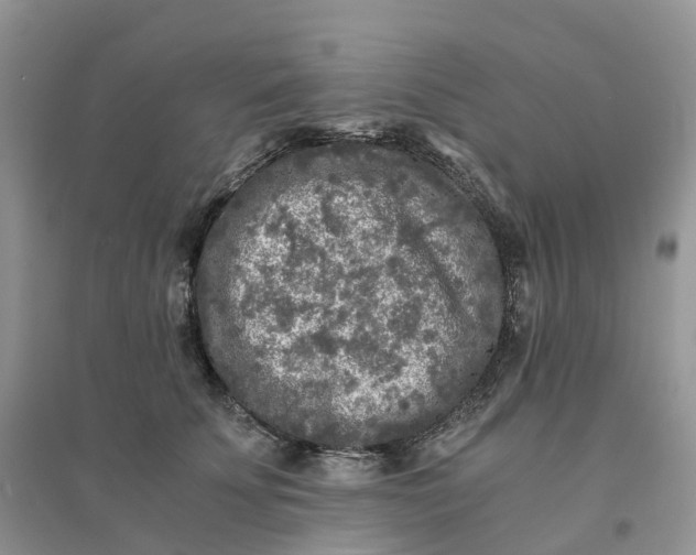 X0000096180707200802011342