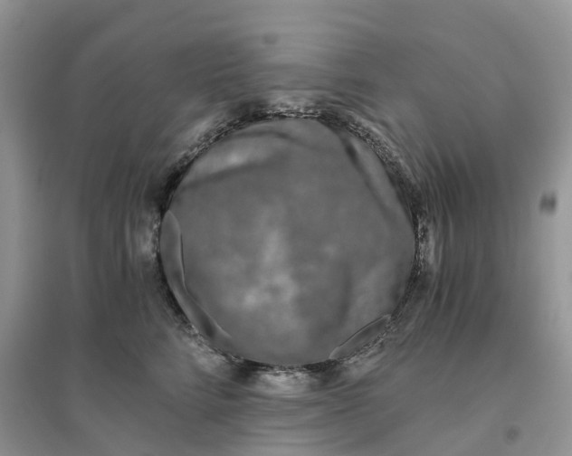 X0000096180712200802011342