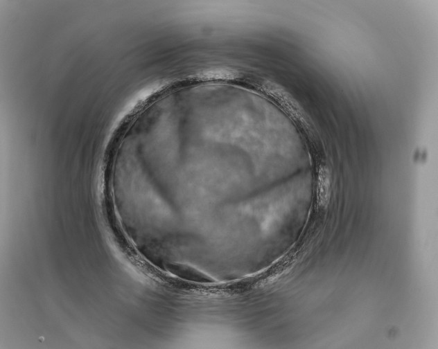 X0000096180726200802011341
