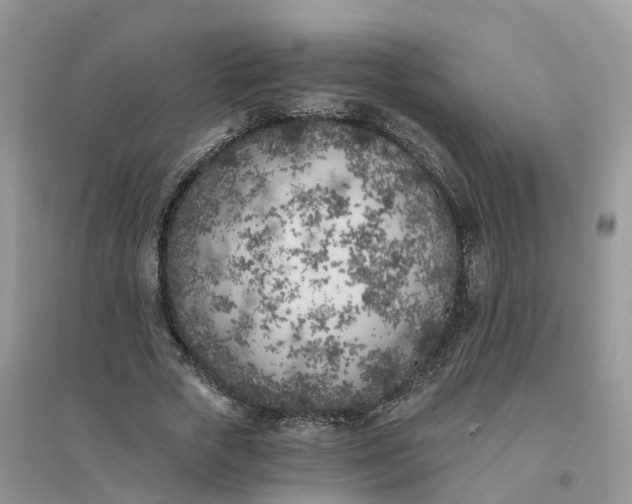 X0000096180729200802011342