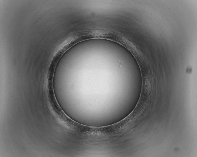 X0000096180730200802011342