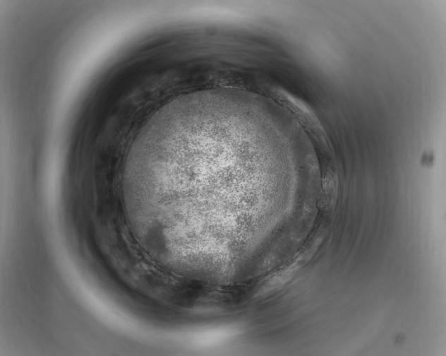 X0000096180765200802011342