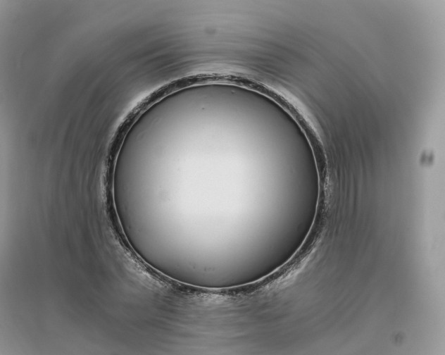 X0000096180783200802011341